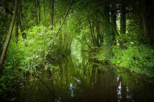 Hollanda Rotterdam Daki Kralingse Bos Park Güzel Bir Yakın Çekim — Stok fotoğraf