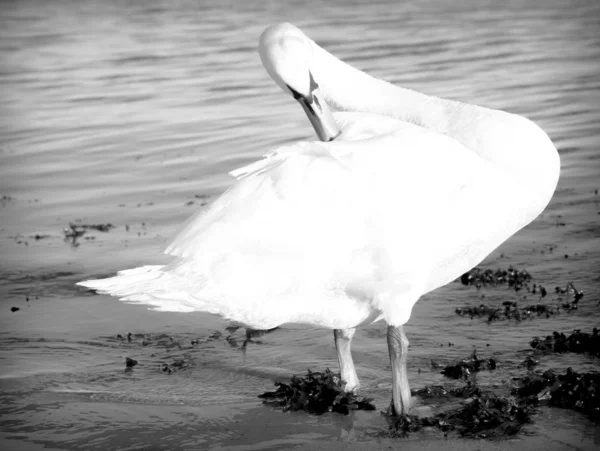 Tiro Tons Cinza Belo Cisne Branco Perto Lago Durante Dia — Fotografia de Stock