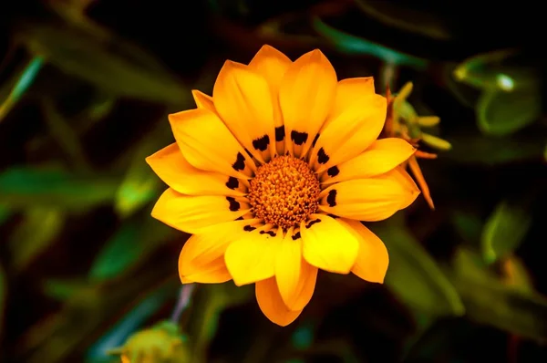 Високий кут селективний фокус на милій квітковій рослині Газанії — стокове фото
