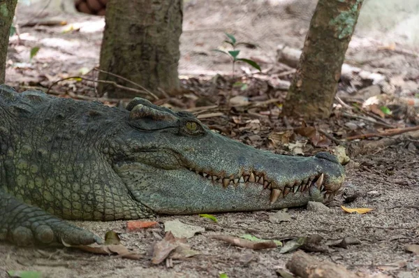 Egy Közeli Felvétel Amerikai Zöld Krokodilról Egy Erdőben Lehullott Száraz — Stock Fotó