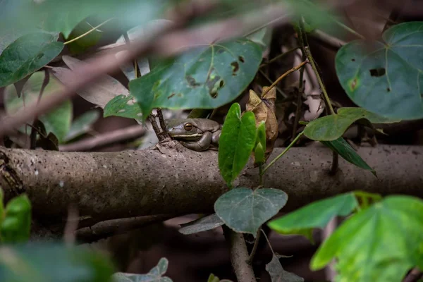 Detailní záběr žáby sedící na dřevěném kmeni obklopeném zelenými listy — Stock fotografie