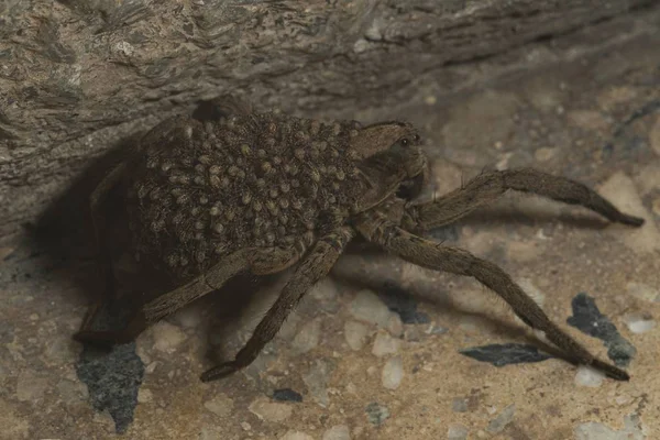 Κοντινό πλάνο υψηλής γωνίας μιας αράχνης Lycosa που μεταφέρει τους απογόνους της δίπλα σε εξωτερικό τοίχο. — Φωτογραφία Αρχείου