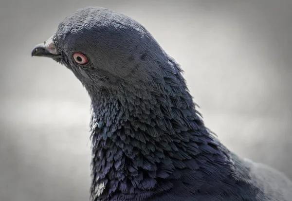 背景模糊的灰色岩鸽的特写镜头 — 图库照片