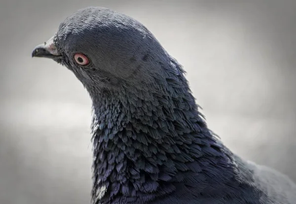 Närbild skott av en grå sten duva på en suddig bakgrund — Stockfoto