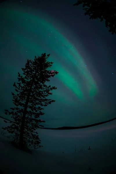 挪威天空极光下覆盖在雪地上的一棵树的垂直低角镜头 — 图库照片