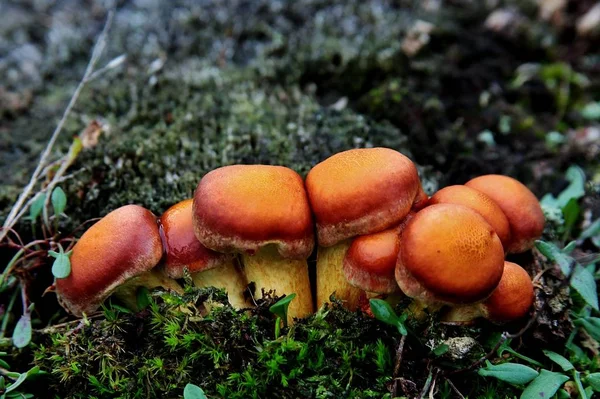 Piękny widok na grupę grzybów w środku porośniętego mchem lasu — Zdjęcie stockowe
