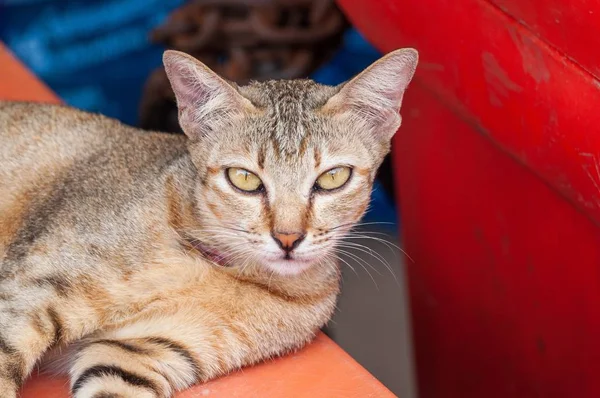 一只漂亮的猫在一间背景是五颜六色家具的房间里的特写镜头 — 图库照片