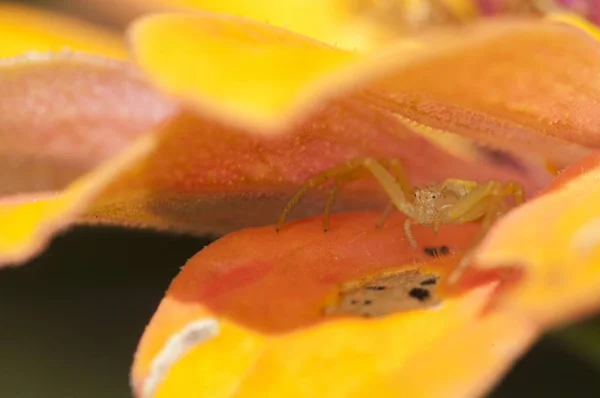 Captura selectiva de enfoque de una pequeña araña sobre un pétalo de flor naranja sobre fondo negro —  Fotos de Stock
