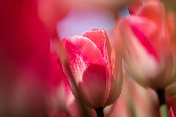 Primo Piano Bellissimi Tulipani Rosa Ottimo Una Carta Parati Naturale — Foto Stock