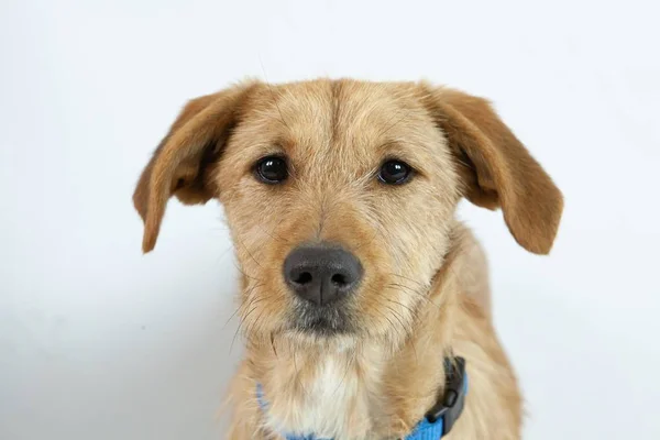 Primo Piano Simpatico Cane Compagnia Con Gli Occhi Espressivi Sfondo — Foto Stock