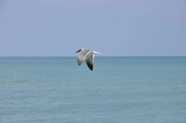 Una Gaviota Sobrevolando Tranquilo Mar Concepto Libertad — Foto de Stock