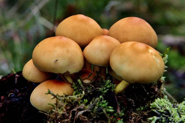 Grupo de hongos exóticos junto a un árbol cubierto de musgo en medio de un bosque tropical — Foto de Stock