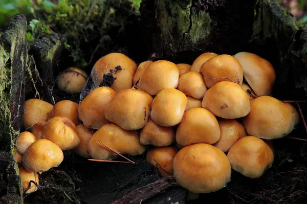 En grupp exotiska svampar vid ett mossbelagt träd mitt i en tropisk skog — Stockfoto