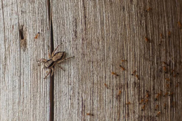 昆虫がたくさんいる茶色の木製の表面を歩くクモの写真 — ストック写真