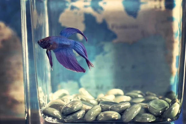 Tiro de foco seletivo de um peixe betta azul em um tanque de peixes com o mapa do mundo no fundo — Fotografia de Stock