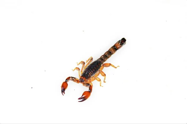 Close-up tiro de um escorpião isolado em um fundo branco — Fotografia de Stock