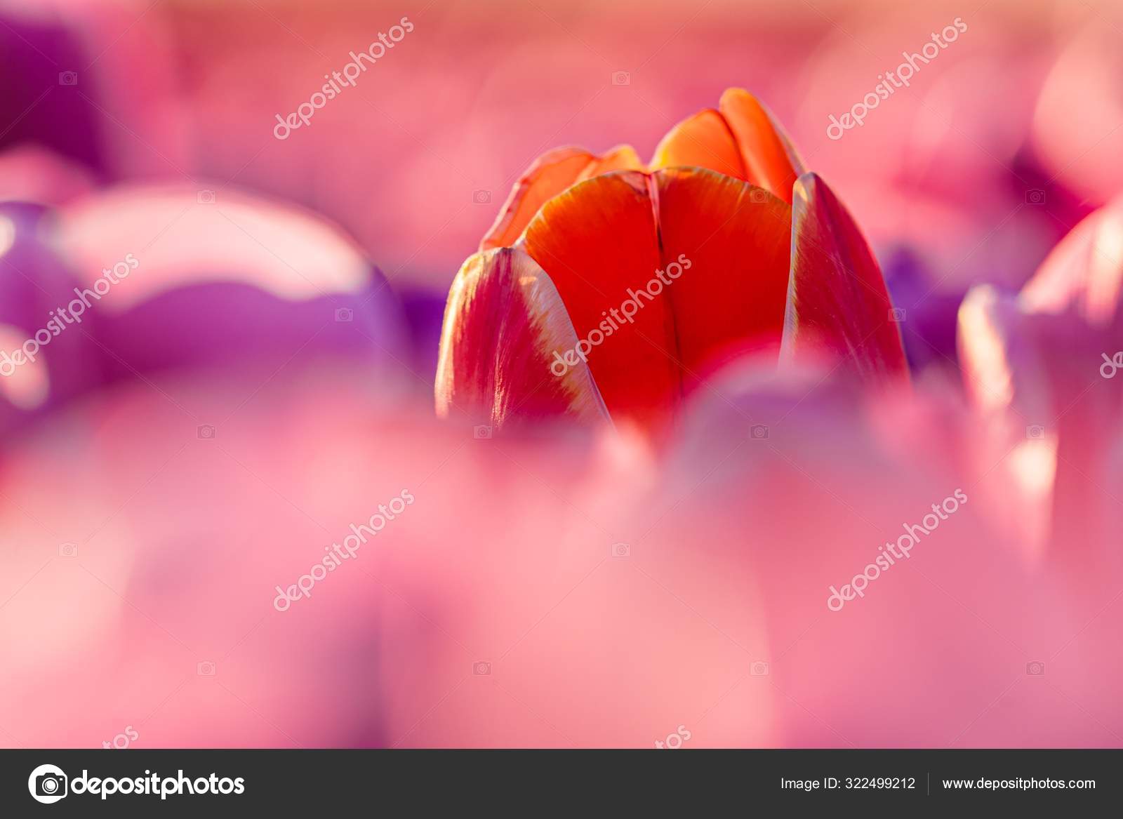 Gros Plan Une Tulipe Rouge Dans Champ Tulipes Roses Concept Image Libre De Droit Par Wirestock C