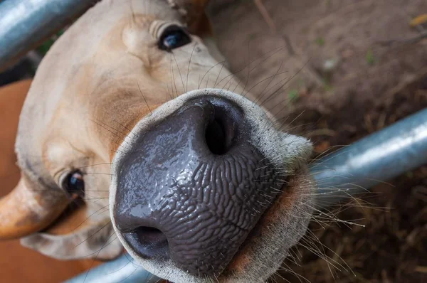 Closeup shot of a funny brown cow face with a blurred background — Stock Photo, Image