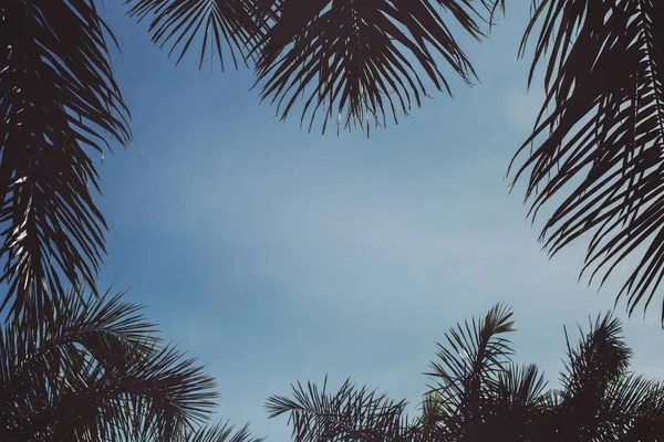 Низкий угол выстрела красивых кокосовых пальм под ясным голубым небом — стоковое фото