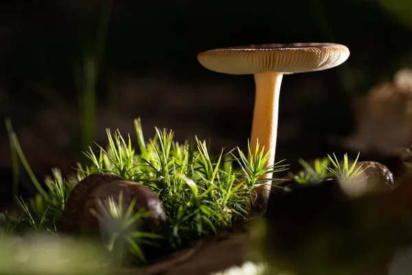 고르지 못한 배경에아 고리스 버섯을 찍은 선택적 인 초점 — 스톡 사진