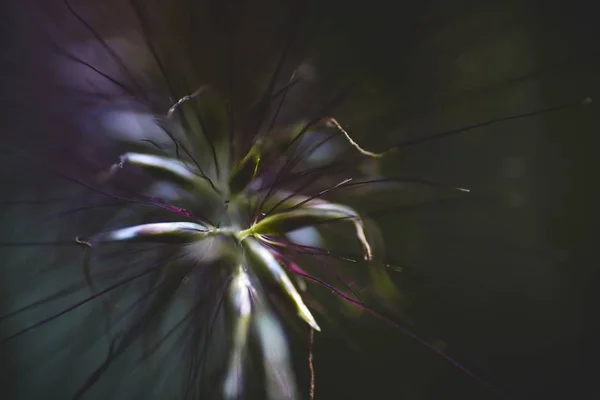 Closeup tiro de uma flor exótica com pétalas transparentes com um fundo borrado — Fotografia de Stock