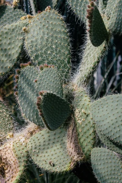 Primer Plano Enfoque Selectivo Vertical Una Planta Opuntia —  Fotos de Stock