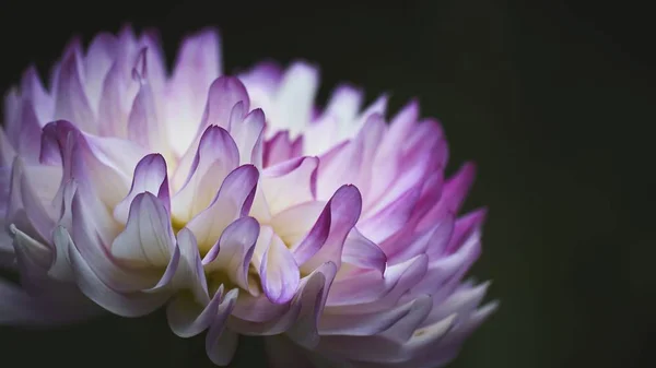 Крупный план экзотического белого и фиолетового цветка на черном фоне — стоковое фото