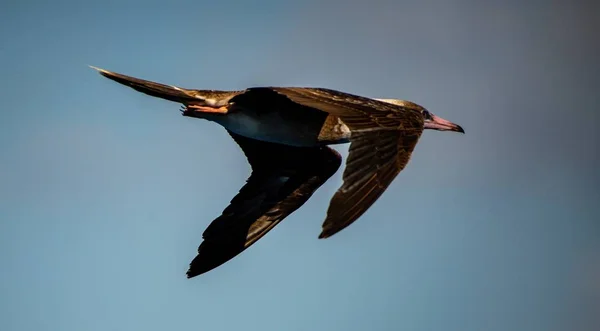 Krásný Záběr Laysan Albatross Volně Těší Svůj Let Nad Korálovým — Stock fotografie