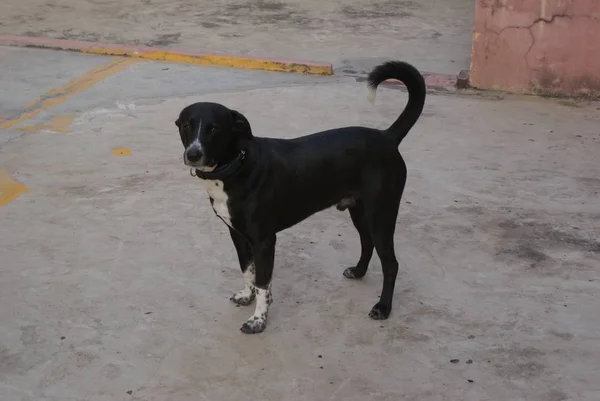 Tiro Close Cão Borador Preto Quintal — Fotografia de Stock