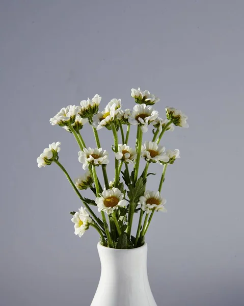 Gros plan vertical d'un vase de belles camomilles sur fond gris — Photo