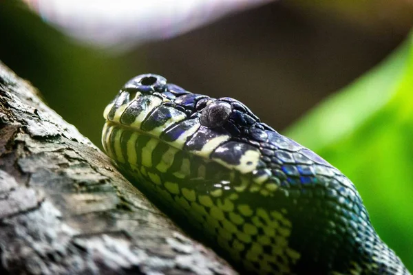 Foco seletivo close-up tiro de uma cobra verde à procura de problemas em um galho de árvore — Fotografia de Stock