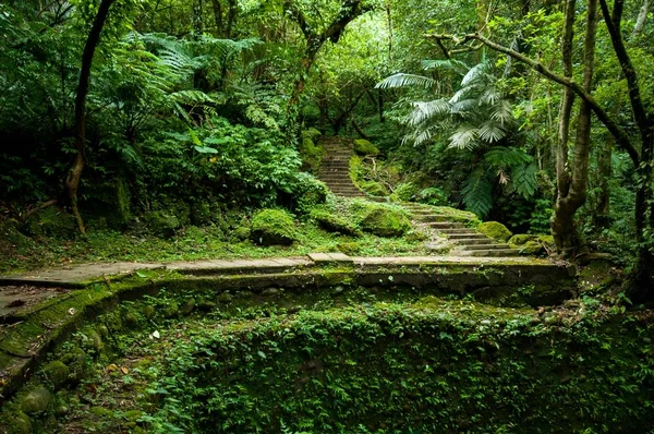 Beautiful Scenery Pingxi Crags Taiwan Concrete Stairs Thick Green Trees — Stock Photo, Image