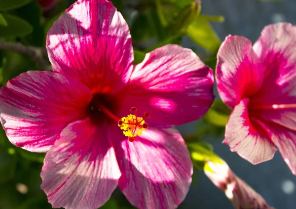 Closeup tiro de duas belas flores de hibisco rosa-pétalas - ótimo para um fundo natural — Fotografia de Stock
