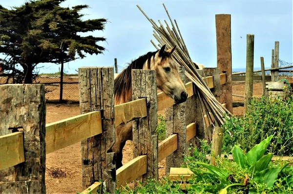 Bel Colpo Cavallo Triste Solitario Allevamento Cavalli Manca Famiglia — Foto Stock