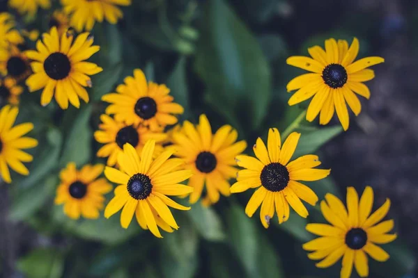 花园中央黄花的美丽景色 — 图库照片