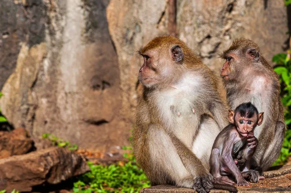 Closeup Shot Cute Monkey Family Rock Formations Jungle — Stock Photo, Image