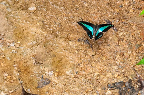 Closeup Shot Beautiful Blue Black Butterfly Wet Ground — Stock Photo, Image