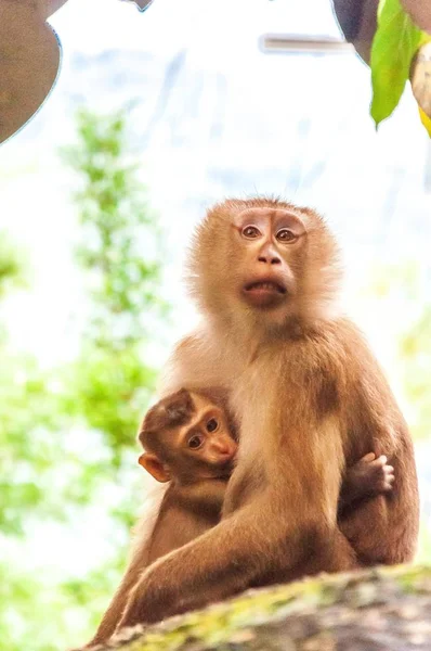 A vertical closeup shot of a worried mother monkey hugging its baby in a jungle - a mother's love concept