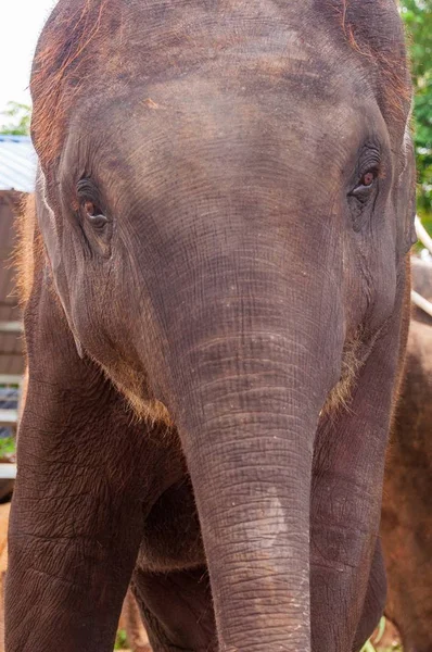 Close Vertical Elefante Marrom Selva — Fotografia de Stock