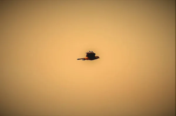 Plan à angle bas d'un aigle volant solitaire avec le beau ciel couchant en arrière-plan — Photo