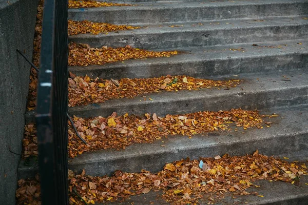 화려 한 단풍 잎의 아름다운 사진 이 계단에 떨어졌다 — 스톡 사진