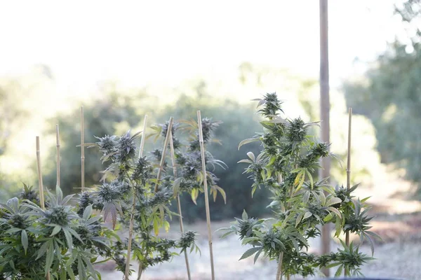 Bulanık arka planda bir marihuana bitkisinin yakın plan çekimi. — Stok fotoğraf