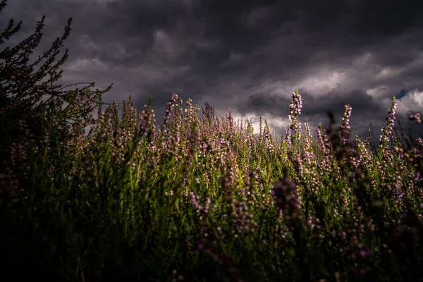 Vacker bild av en engelsk lavendel fält under stormen moln - perfekt för en cool bakgrund — Stockfoto