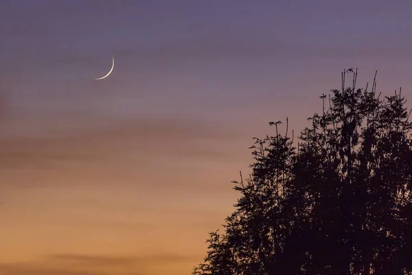 Низкий Угол Снимка Красивой Луны Красочном Небе Над Деревьями — стоковое фото
