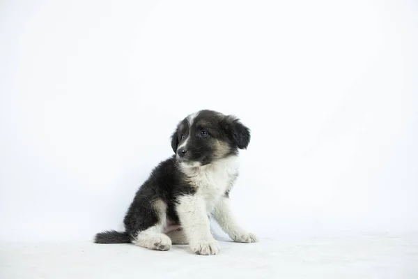 Primer Plano Lindo Cachorro Blanco Negro Sobre Fondo Blanco — Foto de Stock