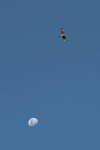 Vertical baixo ângulo tiro o um falcão voando no alto no céu e na lua abaixo — Fotografia de Stock