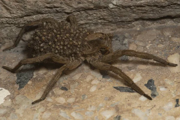 Nagy látószögű közelkép egy Lycosa pókról, aki az utódait egy külső fal mellett hordja.. — Stock Fotó