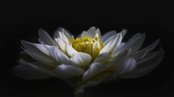 Mise au point sélective d'une fleur exotique blanche et jaune avec un fond noir — Photo