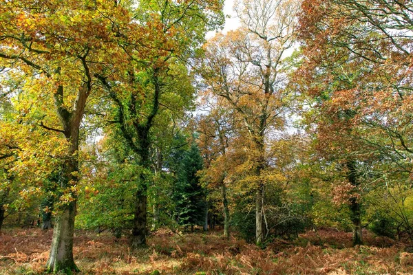 Eine Schöne Aufnahme Von Bäumen Mit Herbstblättern Neuen Wald Der — Stockfoto