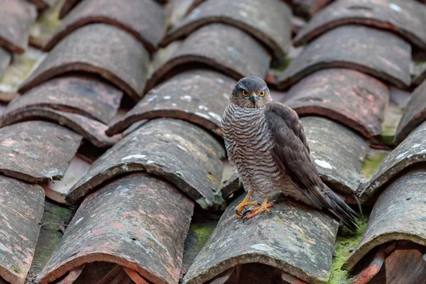 Closeup Shot Sharp Shinned Hawk Sitting Roof House — Stock Photo, Image